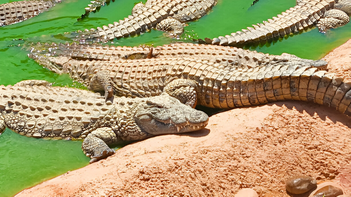 Croco Park